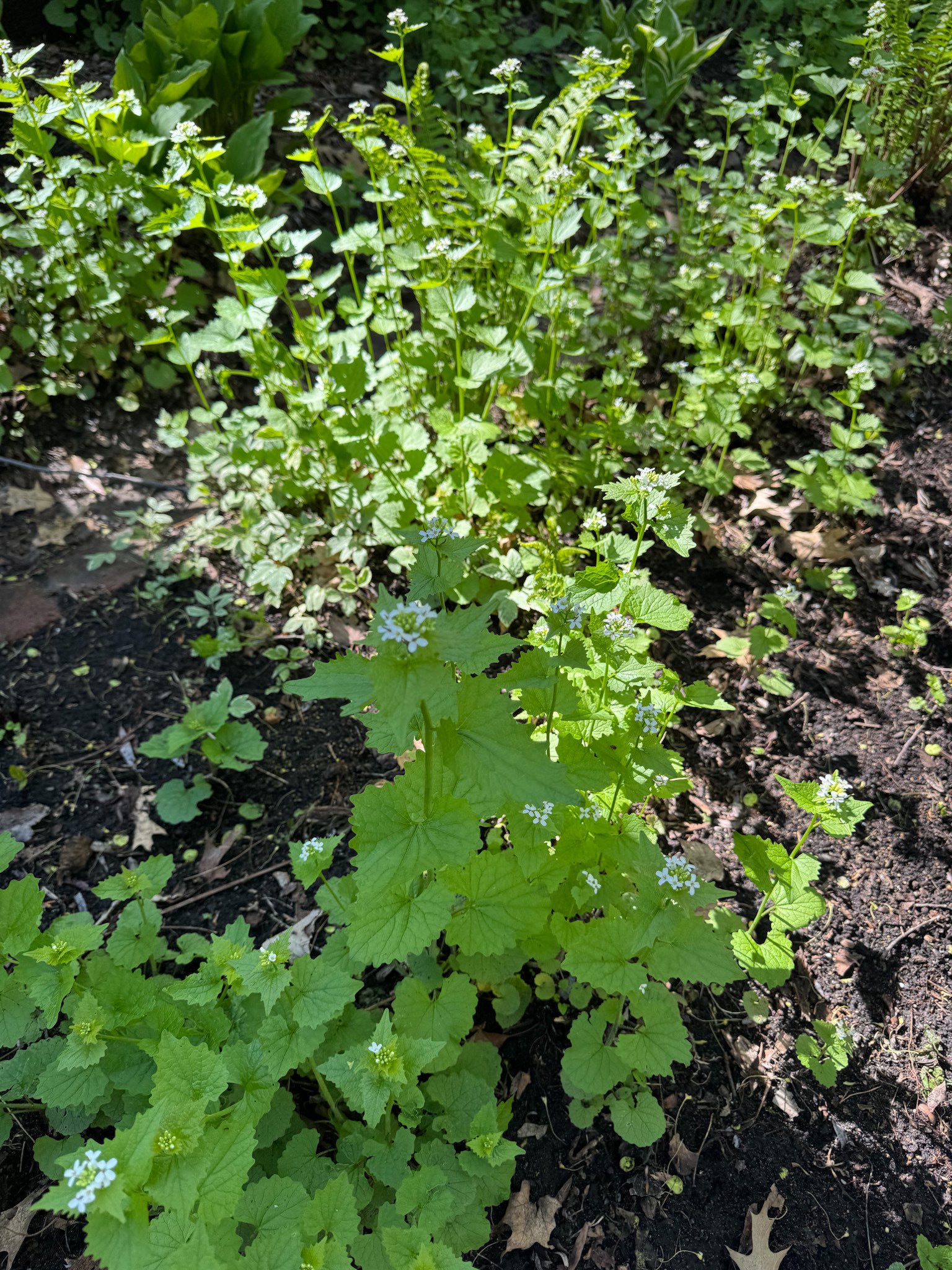 Garlic mustard weed