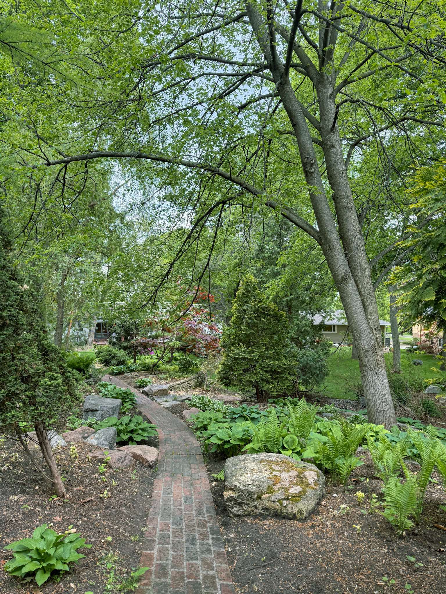 Backyard garden with no mulch