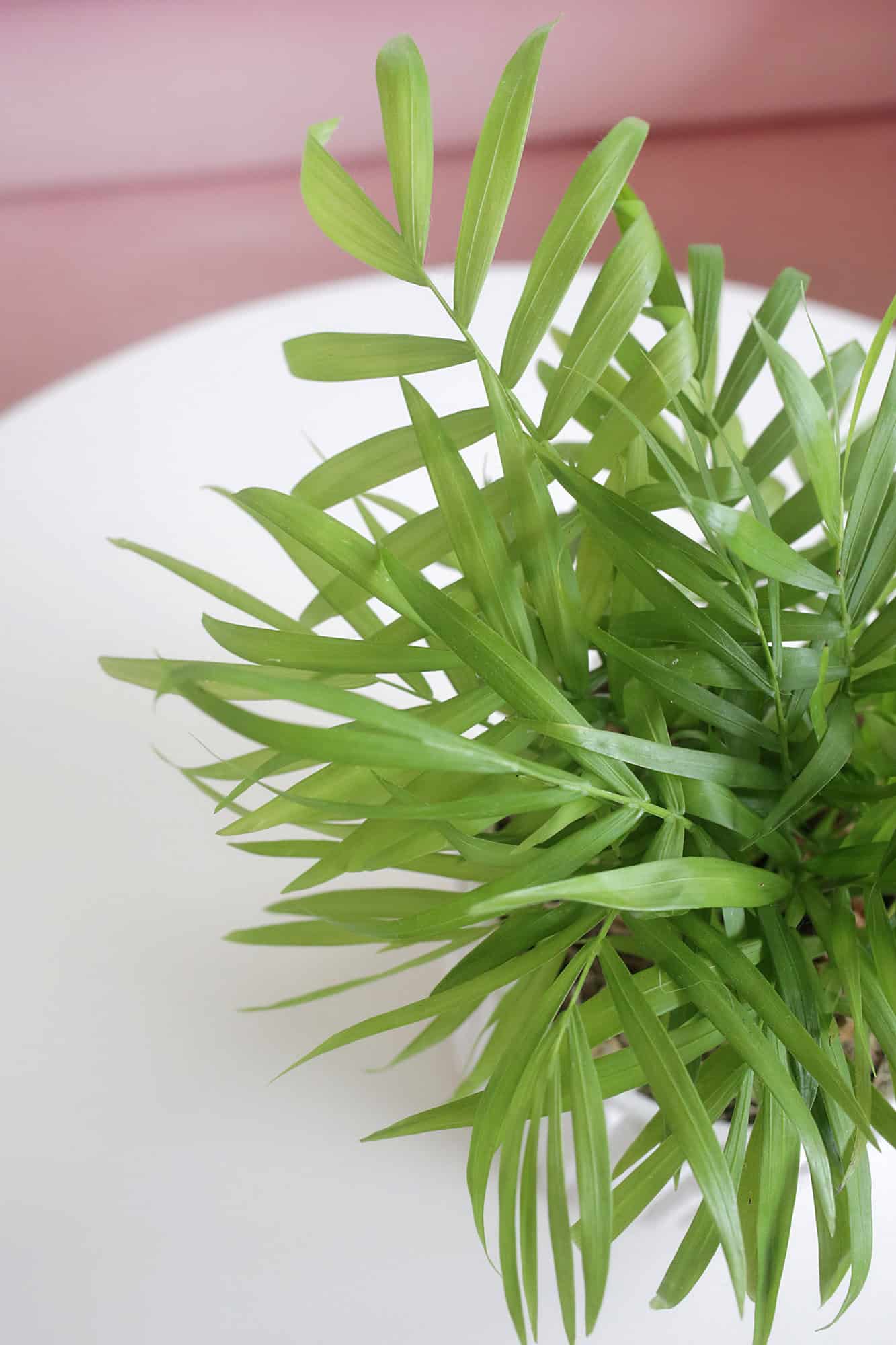 leaves of a parlor palm