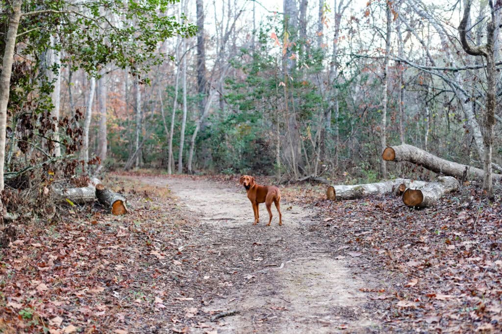 morning walk with Finley morning walk with Finley