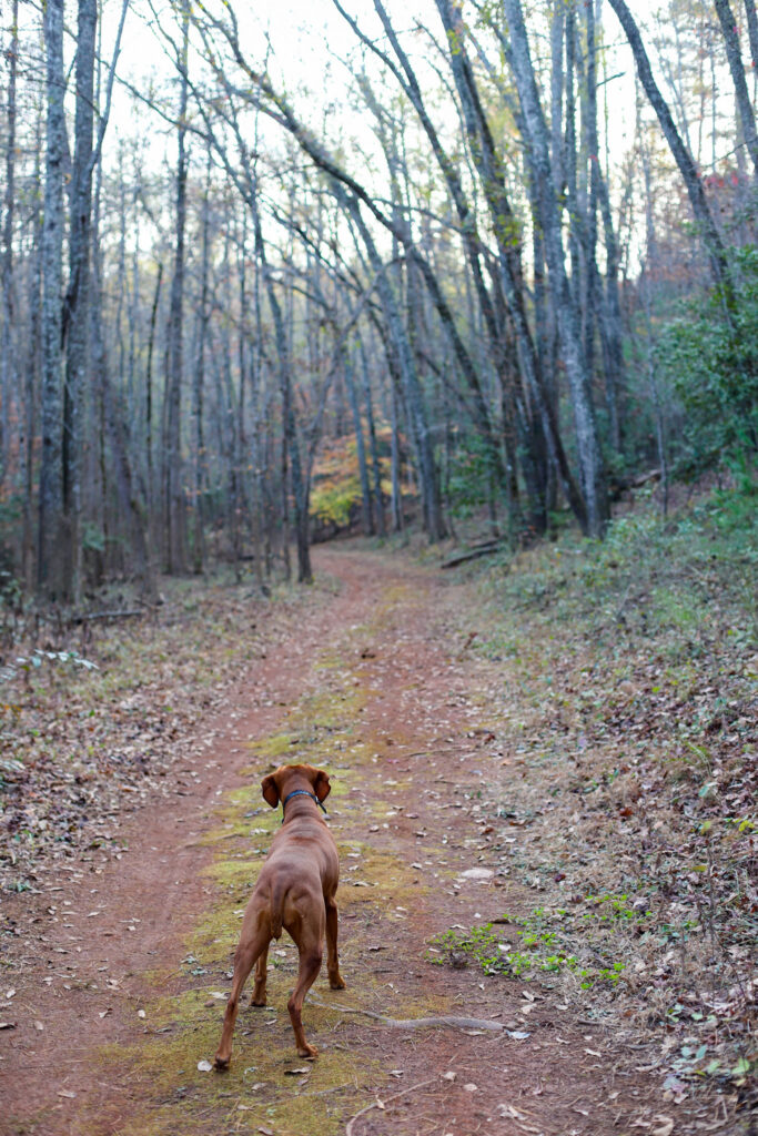 afternoon walk with Finley afternoon walk with Finley
