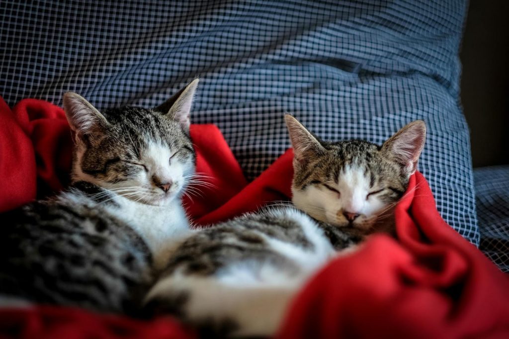 How To Care For Your Pet