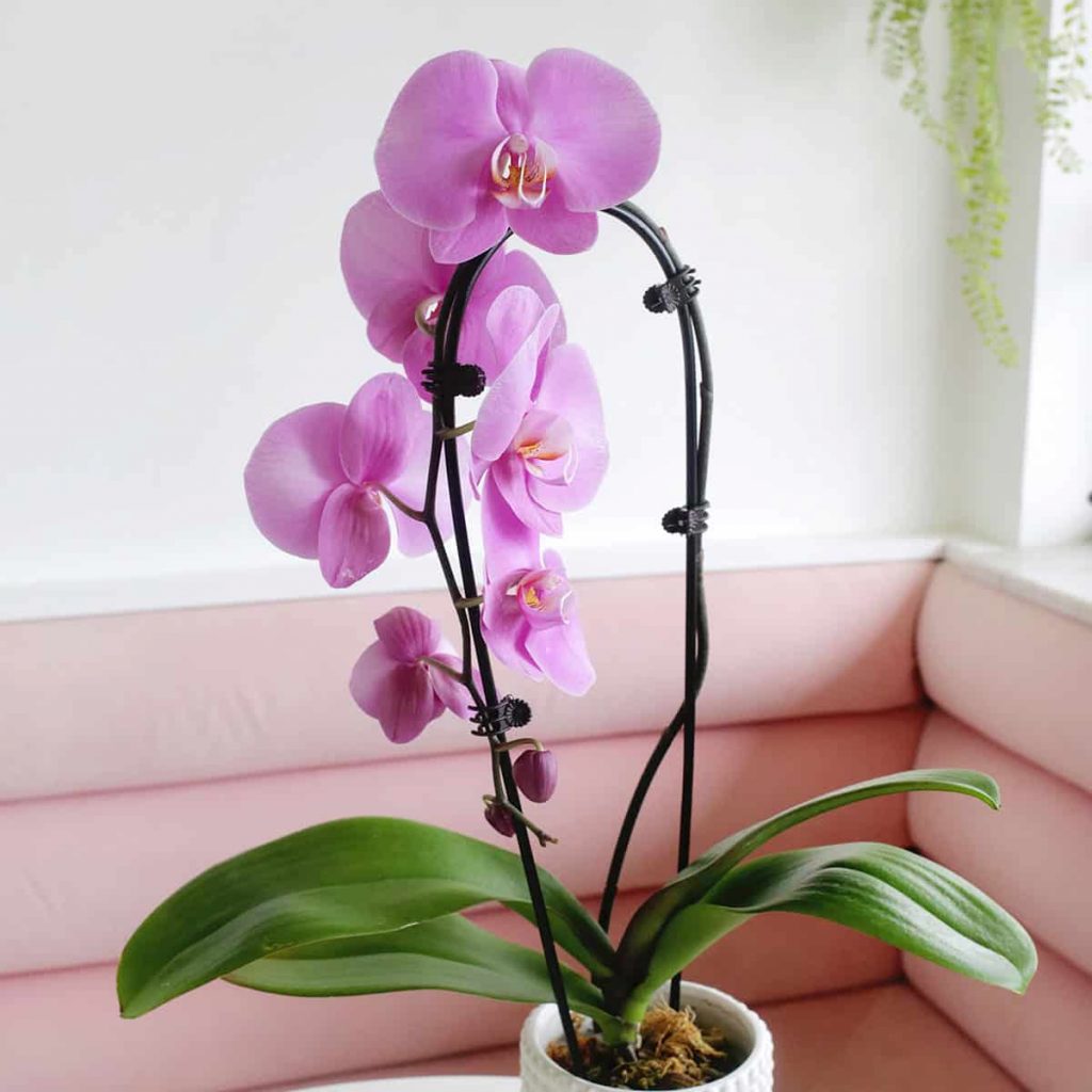 How to Care For Orchids