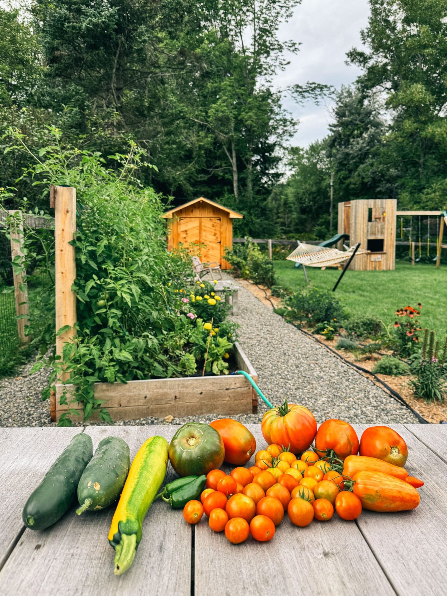 tomatoes and cucumbers in my garden